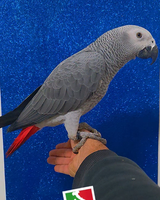 Pappagallo Cenerino taglia mastodontica
