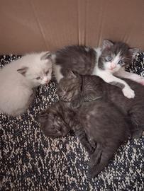 Dolcissimi gattini