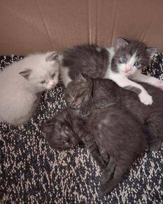 Dolcissimi gattini
