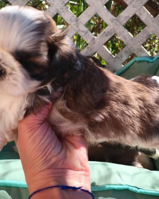Shihtzu con pedigree