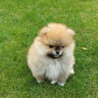 Cuccioli di spitz pomerania M e F