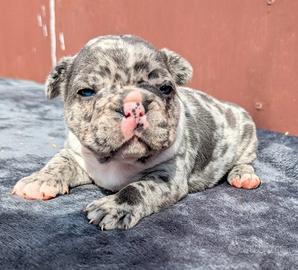 Bulldog francesi blu merle