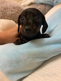 Cuccioli bassottino pelo corto stupendi