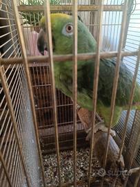 Amazzone fronte gialla 6/7 anni. Con documenti