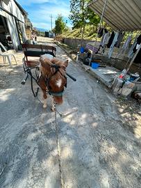 Pony