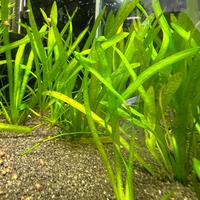 Vallisneria