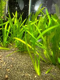 Vallisneria