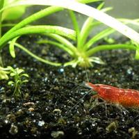 Neocaridina davidi colorata - gamberi acqua dolce