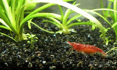 Neocaridina davidi colorata - gamberi acqua dolce