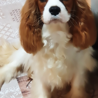 Cavalier King Femmina