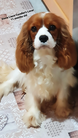 Cavalier King Femmina