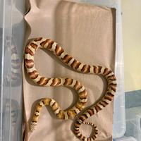 Coppia Green corn x Jungle corn snake