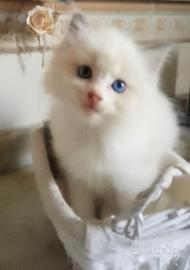 Gattini occhi blu da RagDoll 