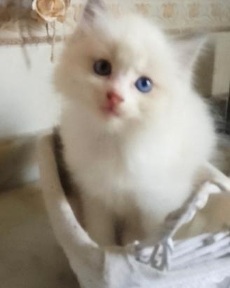 Gattini occhi blu da RagDoll 