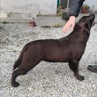 Cucciola di labrador retriever puro chocolate