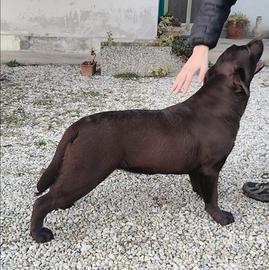 Cucciola di labrador retriever puro chocolate
