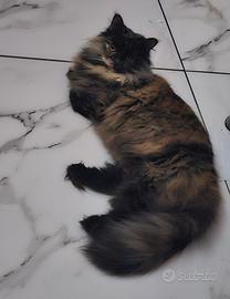 Gattina