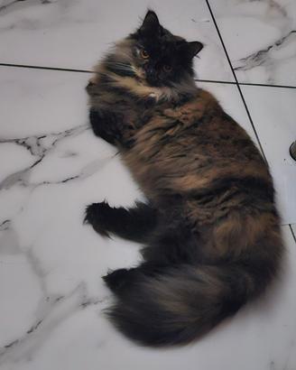 Gattina