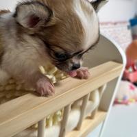 Cucciola di chihuahua pelo lungo