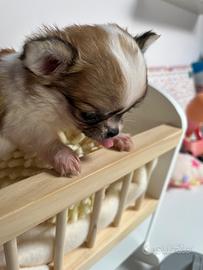 Cucciola di chihuahua pelo lungo