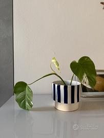 Monstera Variegata – raro e in crescita attiva