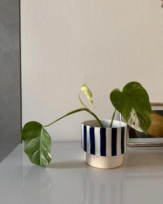 Monstera Variegata – raro e in crescita attiva