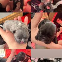 Cuccioli bulldog francese