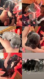 Cuccioli bulldog francese