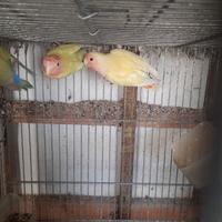 Inseparabili femmine