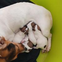 Jack russell