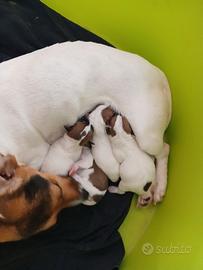 Jack russell