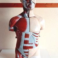 Torso anatomico didattico
