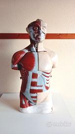 Torso anatomico didattico