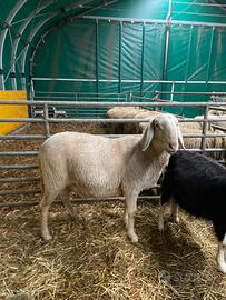 Montone razza Brianzola Arr/Arr