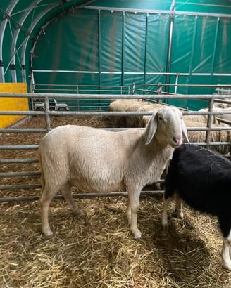 Montone razza Brianzola Arr/Arr