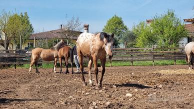 Puledra appaloosa 2024