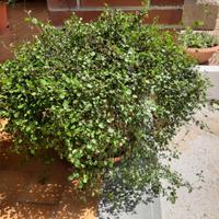 Muehlenbeckia complexa