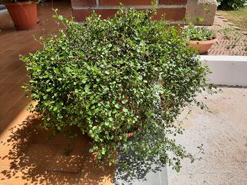 Muehlenbeckia complexa