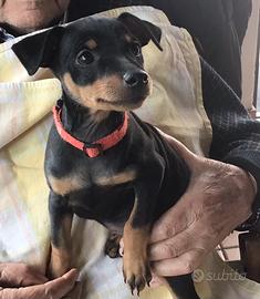 Pincher nero piccolo