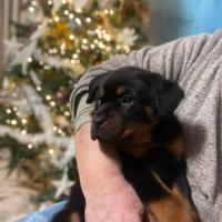Cuccioli di rottwailer