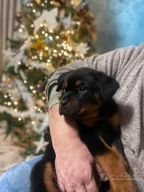 Cuccioli di rottwailer