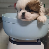 Cucciolo pechinese taglia piccola