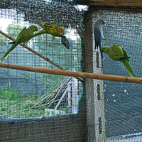 Parrocchetto dal collare Coppie