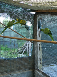 Parrocchetto dal collare Coppie
