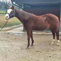 Fattrice Quarter Horse linea reining