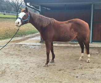 Fattrice Quarter Horse linea reining