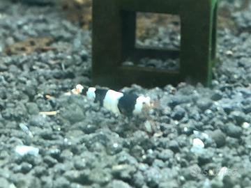 Caridine Black Cristal