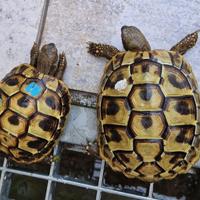 Tartarughe di terra Hermanni Boettgeri 2021/2022