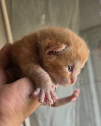 Cinque gatti disponibili, 15 ottobre