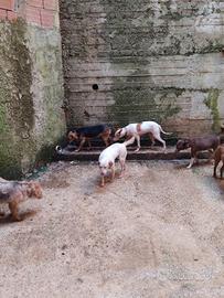 Cani per conigli